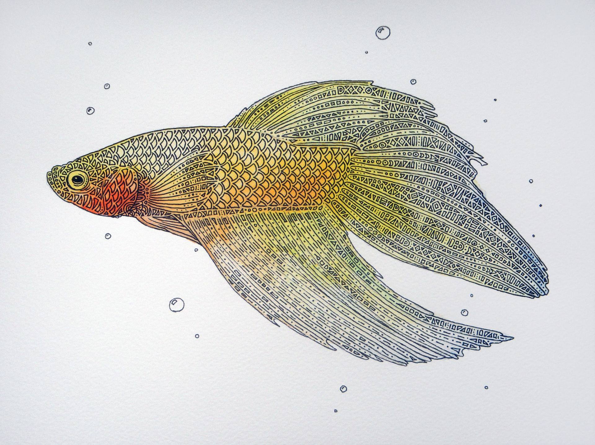 1920x1437 betta drawing - Betta Drawing
