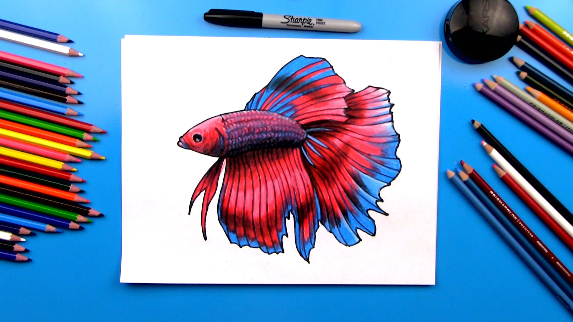 1920x1080 how to draw a realistic betta fish - Betta Fish Drawing