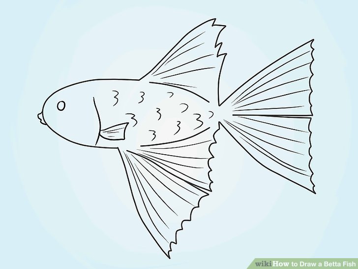 728x546 how to draw a betta fish steps - Betta Fish Drawing
