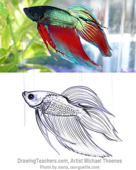 550x685 how to draw a siamese fighting fish a drawings, fish, siamese - Betta Fish Drawing