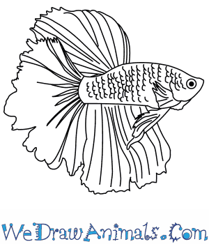 300x350 How To Draw A Siamese Fighting Fish - Betta Fish Drawing