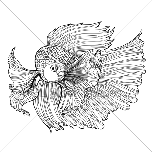 500x500 Siamese Fighting Fish Drawing Gl Stock Images - Betta Fish Drawing