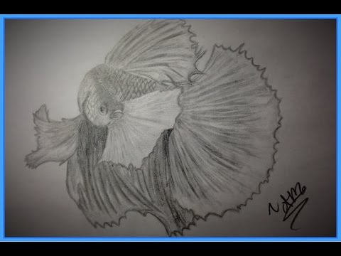 480x360 speed draw betta fish - Betta Fish Drawing