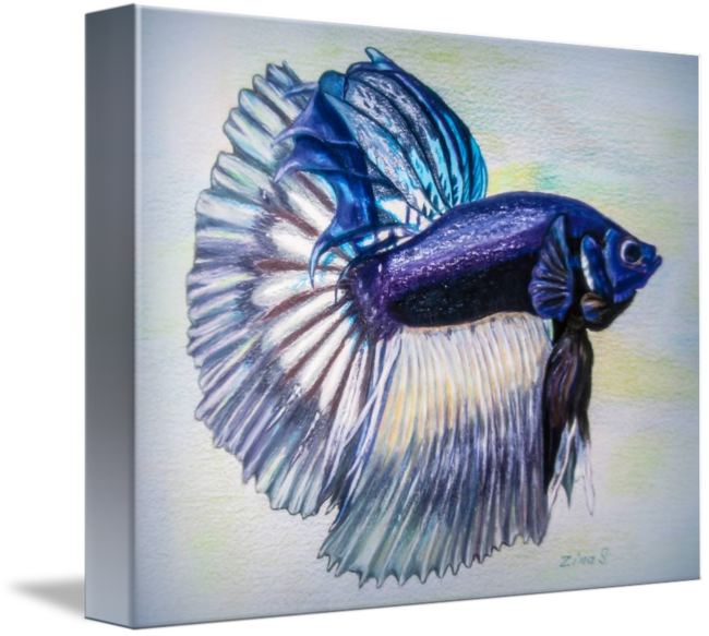 650x583 betta fish - Betta Fish Drawing