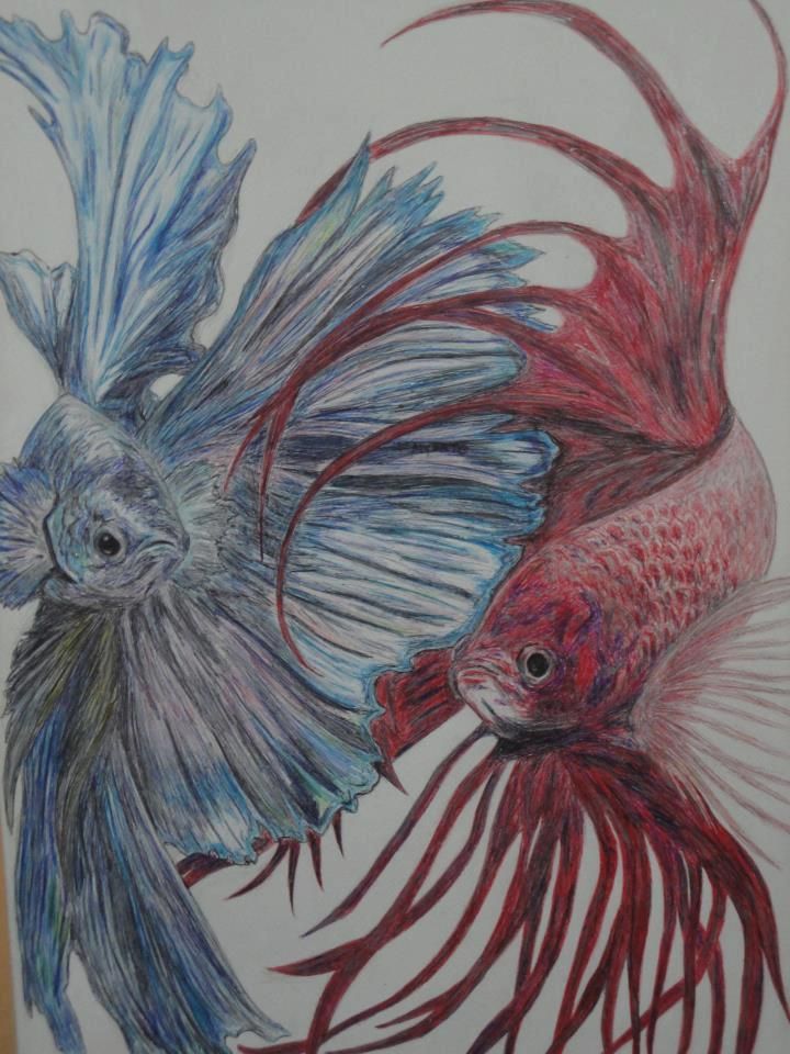 720x960 betta fish drawing - Betta Fish Drawing