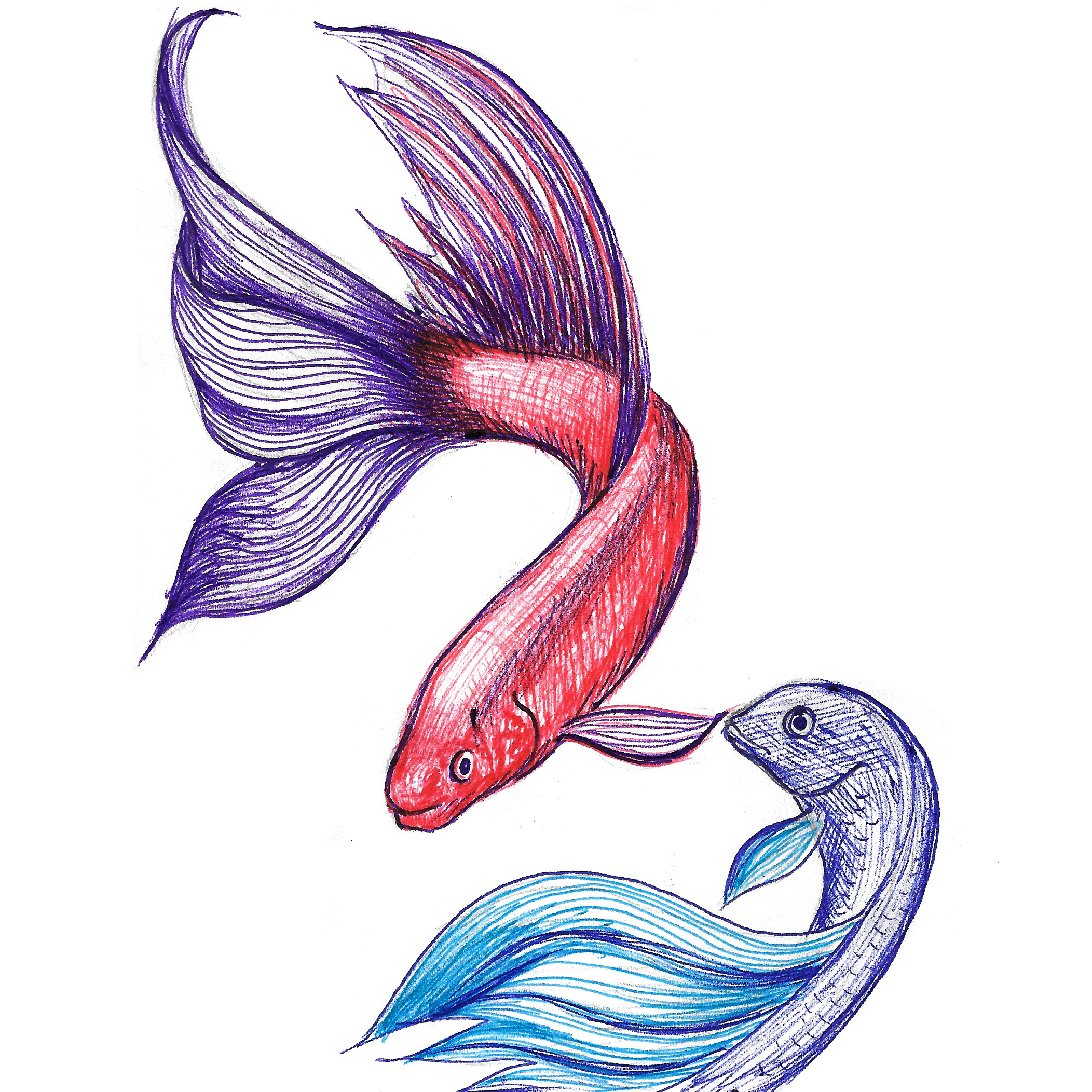 2104x2104 betta fish in colored ink much needed therapy - Betta Fish Drawing