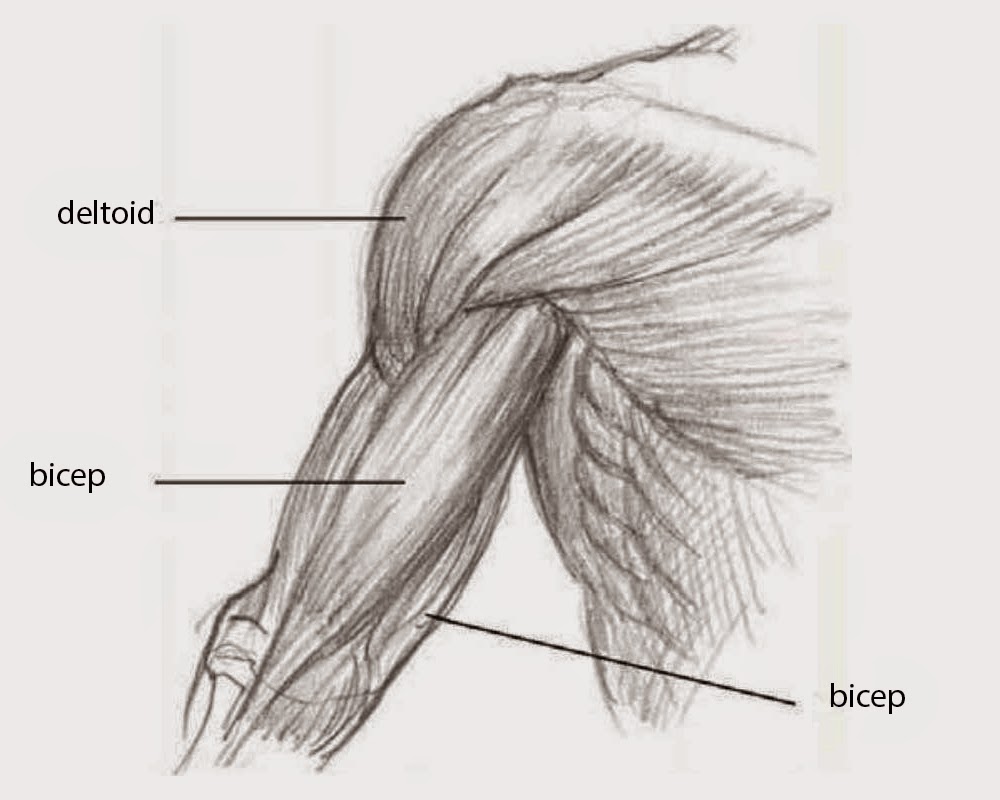 Bicep Drawing at Explore collection of Bicep Drawing