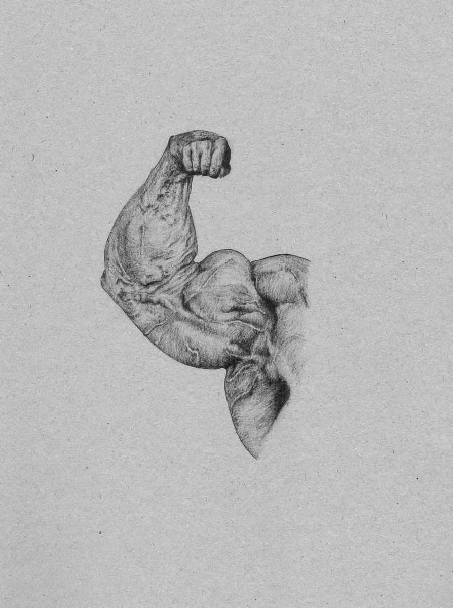 894x1200 bicep drawing - Bicep Drawing