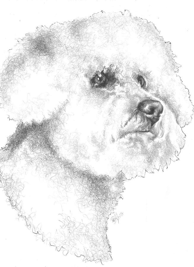 654x900 Bichon Frise Drawing - Bichon Frise Drawing