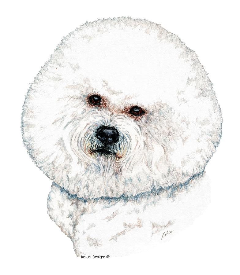 Bichon Frise Drawing at Explore collection of