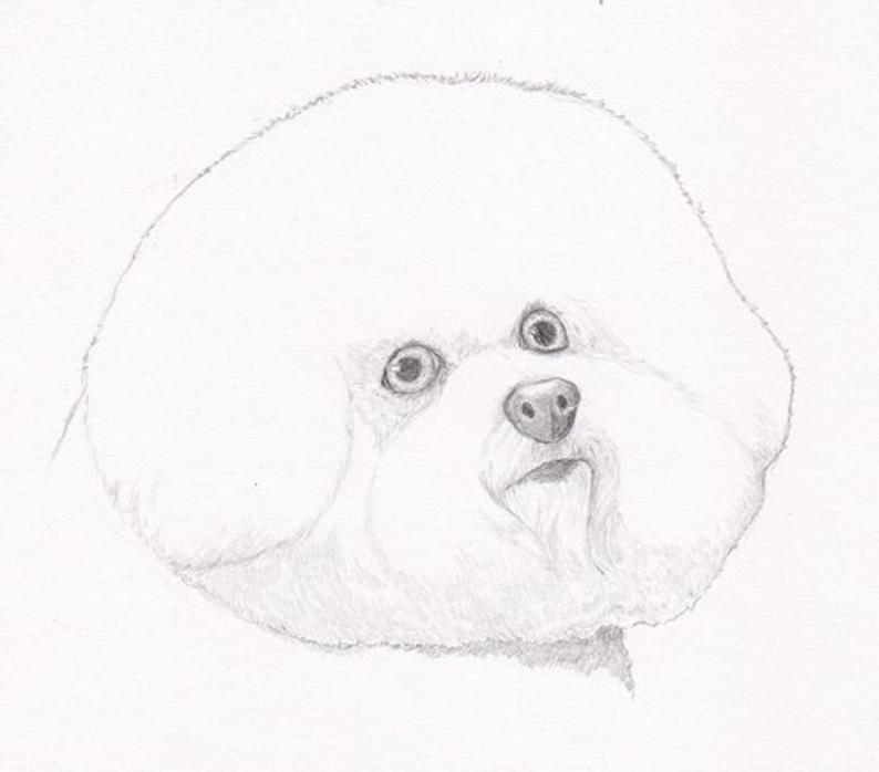 794x698 Bichon Frise Signed Personalized Original Pencil Drawing Etsy - Bichon Frise Drawing