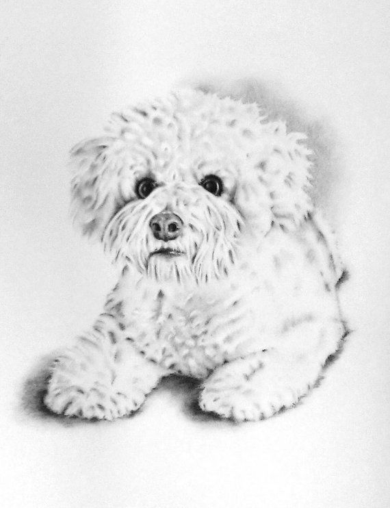 570x742 custom pet portrait, custom charcoal drawing, bichon frise, dog - Bichon Frise Drawing