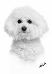 212x300 Large Stunning Bichon Frise Dog Drawing Print Picture Ebay - Bichon Frise Drawing