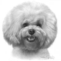 200x200 Stunning Bichon Frise Colored Pencil Drawings And Illustrations - Bichon Frise Drawing