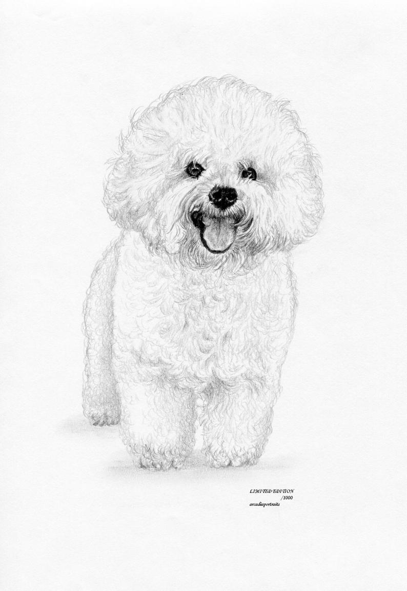 794x1153 Bichon Frise Dog Limited Edition Art Drawing Print Signed - Bichon Frise Drawing