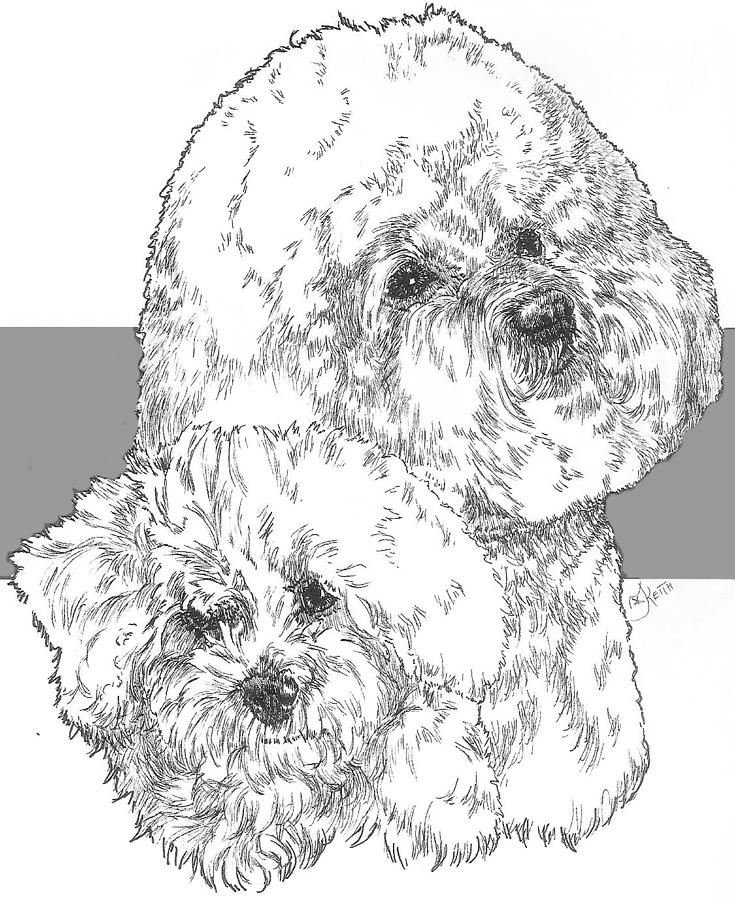 735x900 Bichon Frise And Pup Drawing - Bichon Frise Drawing