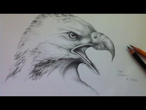 480x360 How To Draw A Big Bird - Big Bird Drawing
