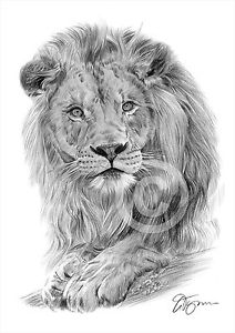212x300 Big Cat Lion Pencil Drawing Art Print Sizes Signed Artwork - Big Cat Drawings