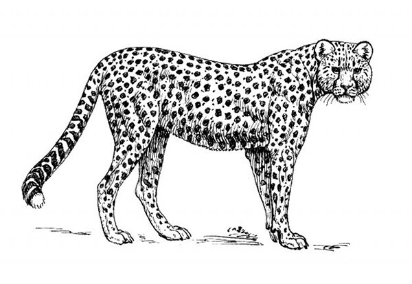 600x413 Big Cat Line Drawings - Big Cat Drawings
