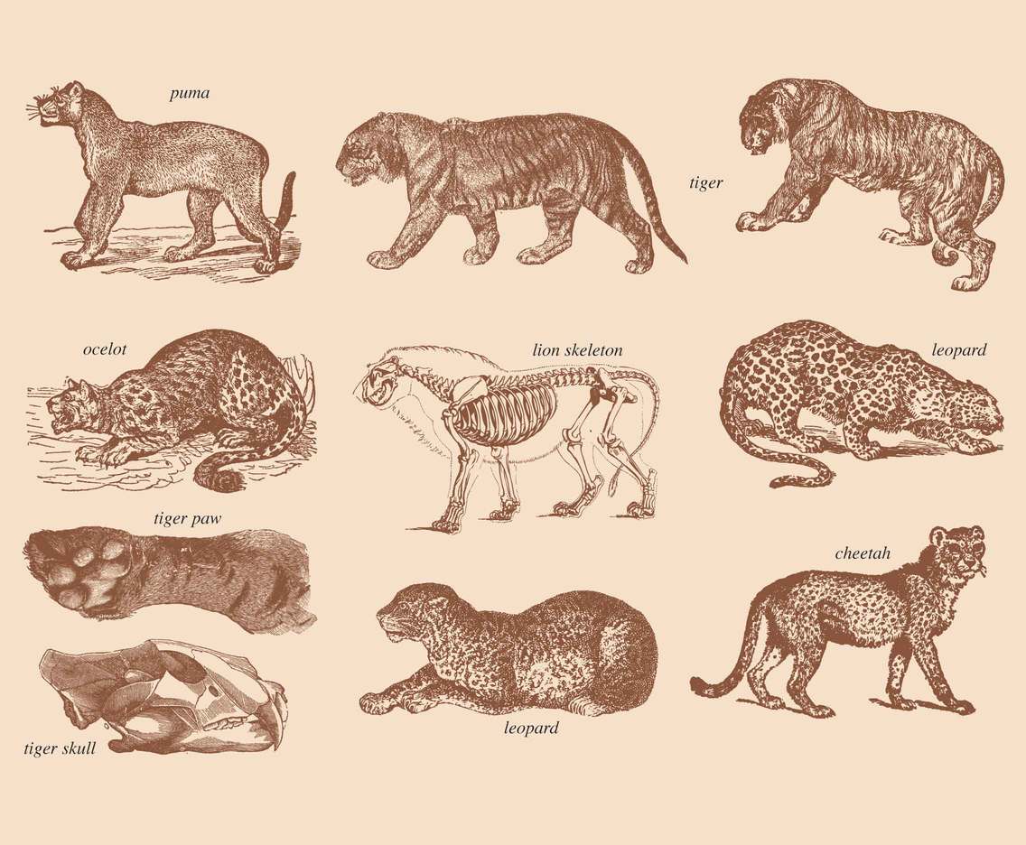 1136x936 Big Cats Drawings Vector Art Graphics - Big Cat Drawings