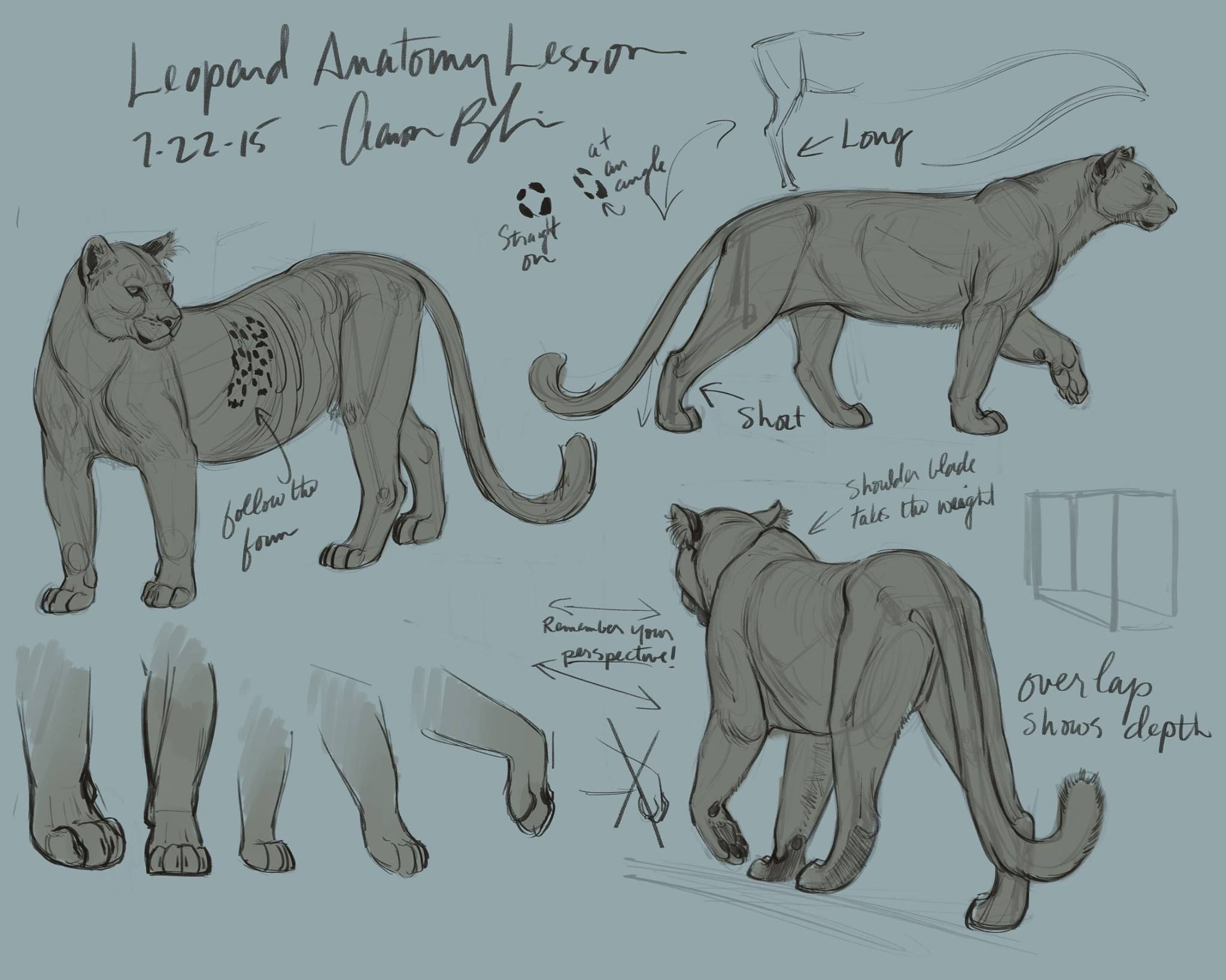 2048x1638 Big Cat - Big Cat Drawings