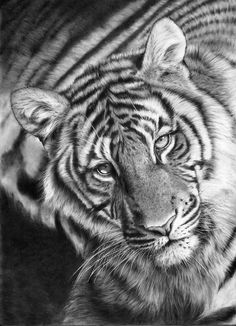 Big Cat Drawings at PaintingValley.com | Explore collection of Big Cat ...