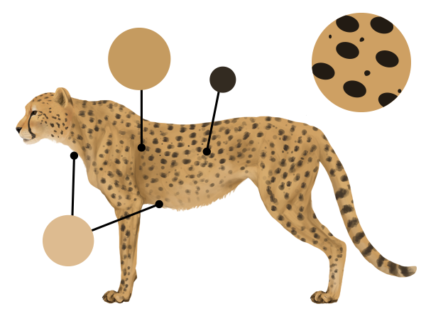 600x452 How To Draw Animals Big Cats, Their Anatomy And Patterns - Big Cat Drawings