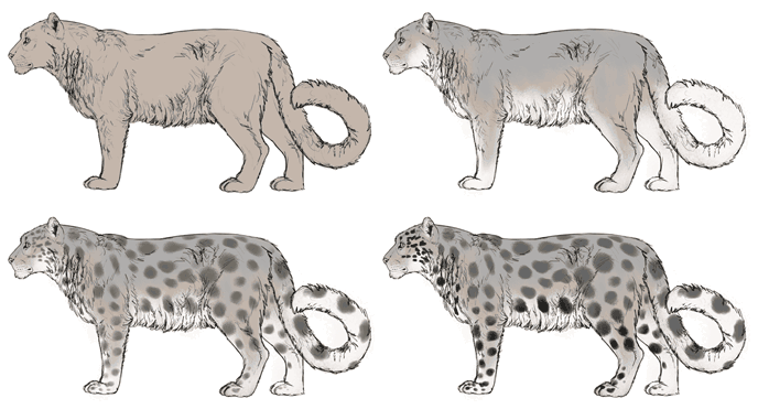 688x371 how to draw big cats lions, tigers, cheetahs, and much more - Big Cat Drawings