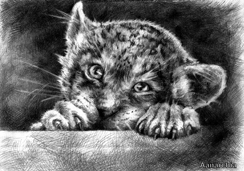 800x561 Little Big Cat - Big Cat Drawings