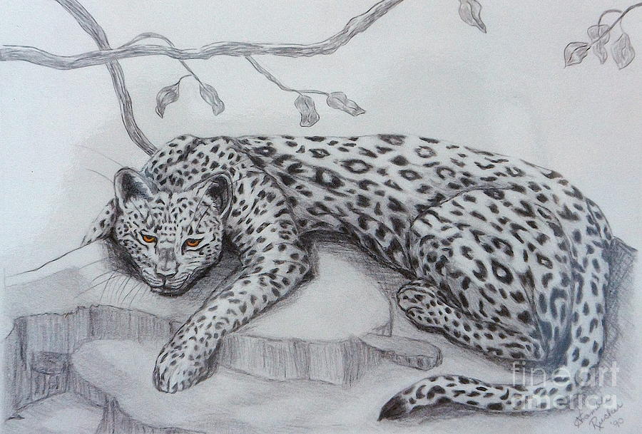 900x609 Nap Time For Big Cat Drawing - Big Cat Drawings