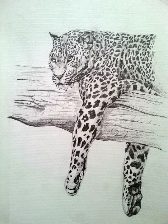 540x720 Pencil Drawing Big Cat Original - Big Cat Drawings
