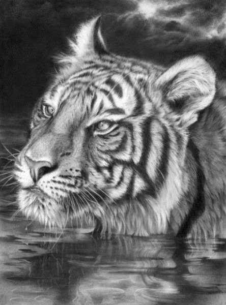 444x600 Big Cat Drawings - Big Cat Drawings