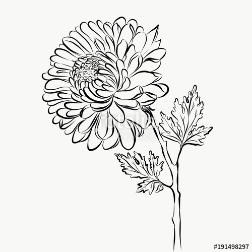 Big Flower Drawing at PaintingValley.com | Explore collection of Big ...