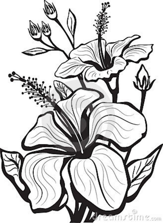 658x900 Hibiscus Flower Drawing - Big Flower Drawing