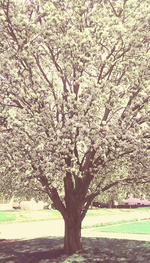 514x900 Happy Big Tree Drawing - Big Tree Drawing