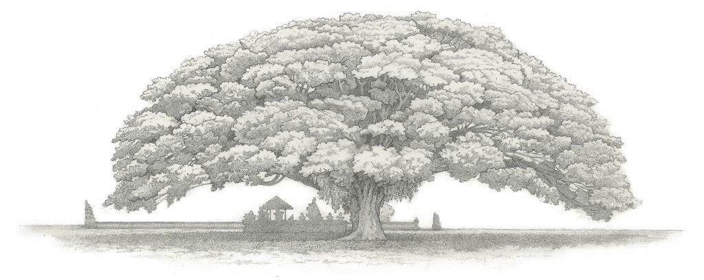 1024x407 Mapping Bali - Big Tree Drawing