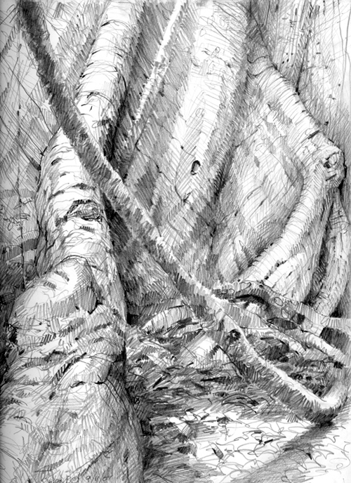 500x688 Panama's Big Tree Comes To Oklahoma Drawing The Motmot - Big Tree Drawing