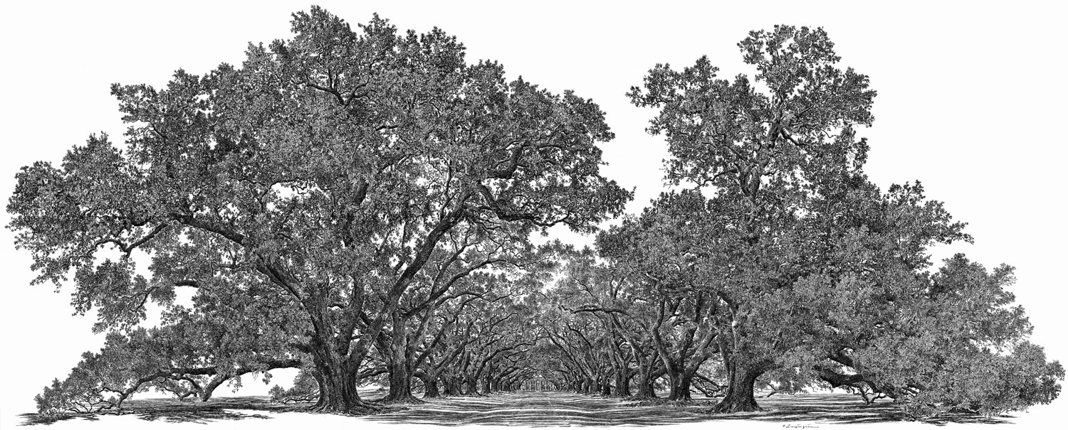 1500x605 Yan Lee's Big Tree Studio Fine Art Pen Ink Portraits Of Famous - Big Tree Drawing