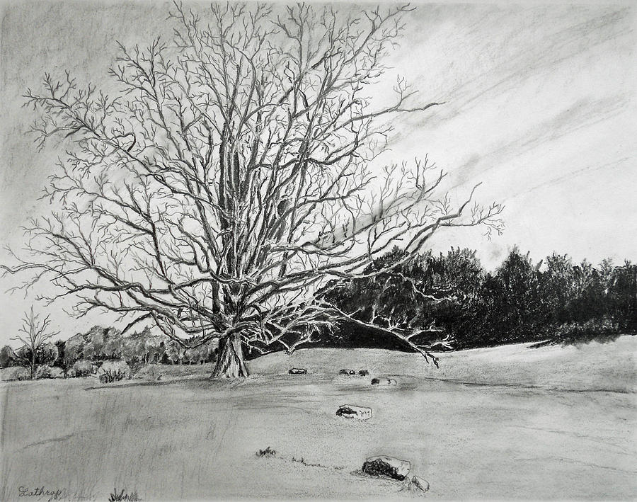 Big Tree Drawing at PaintingValley.com | Explore collection of Big Tree ...