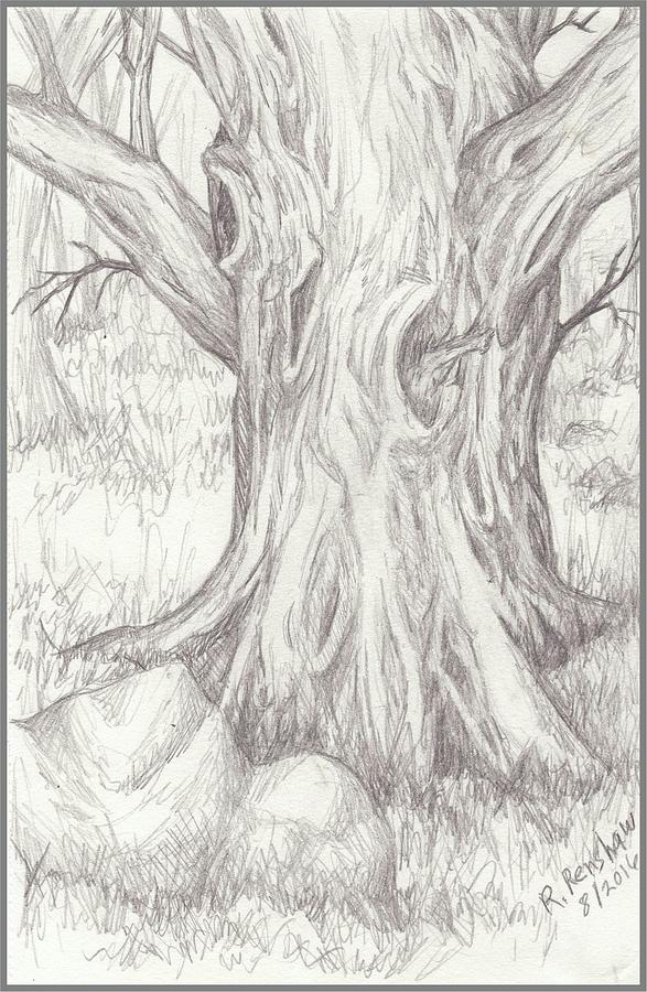 587x900 Big Tree Drawing - Big Tree Drawing