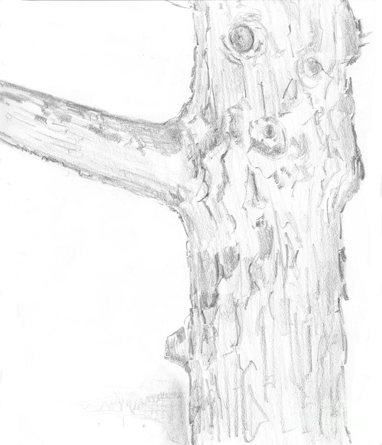 772x900 Big Tree Drawing - Big Tree Drawing