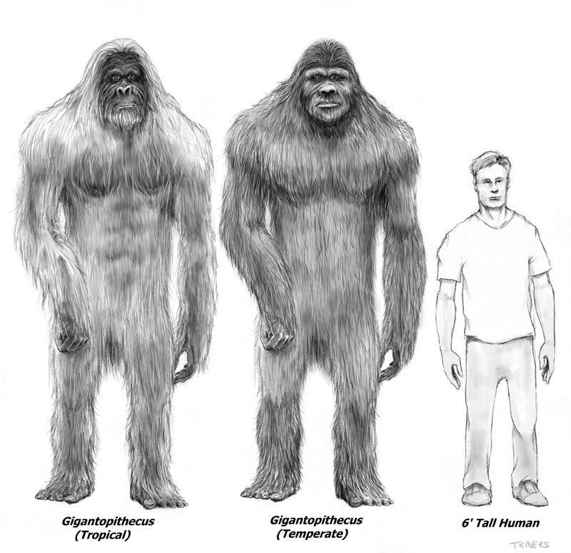 800x776 drawing of what bigfoot might look like - Bigfoot Drawing