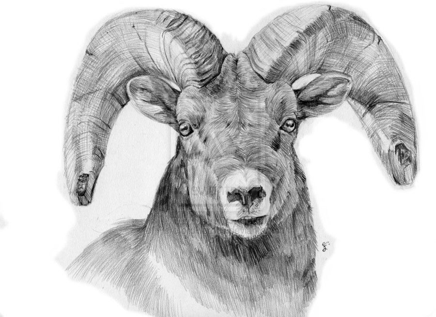 Bighorn Sheep Drawing at Explore collection of