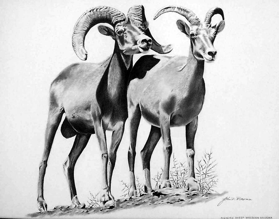 900x708 bighorn sheep drawings fine art america - Bighorn Sheep Drawing