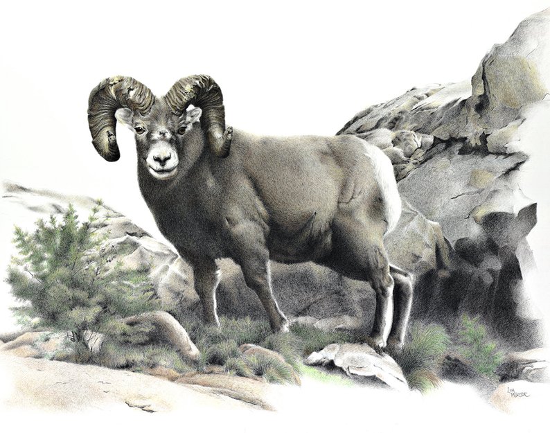 Bighorn Sheep Drawing at Explore collection of