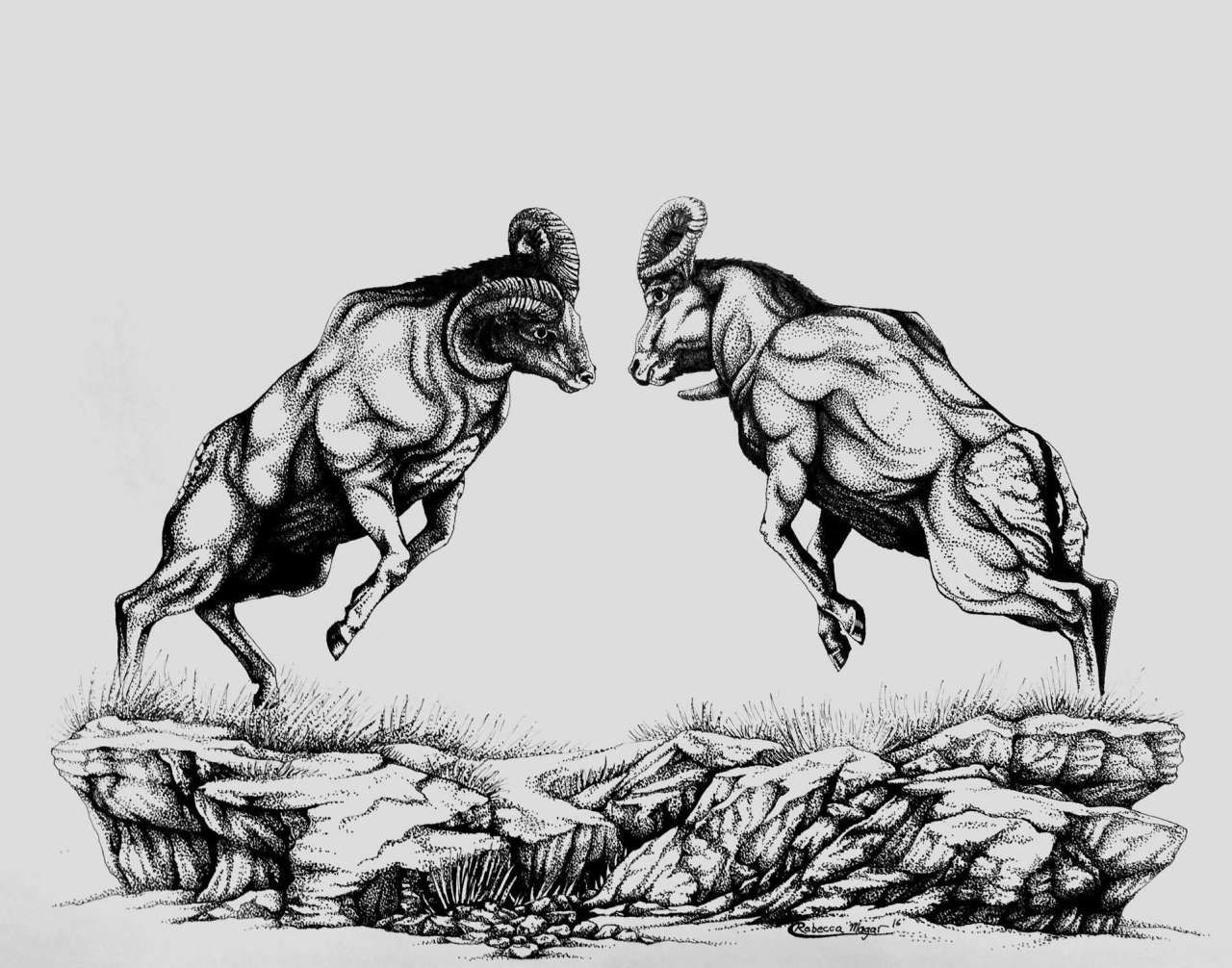1280x1006 drawing of two bighorn sheep rams fighting - Bighorn Sheep Drawing