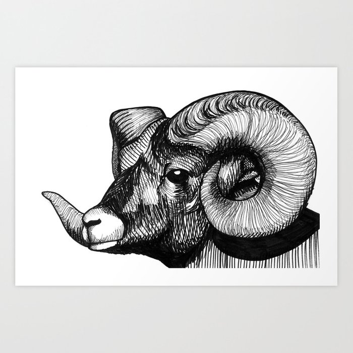 700x700 hand drawn black and white bighorn sheep portrait art print - Bighorn Sheep Drawing