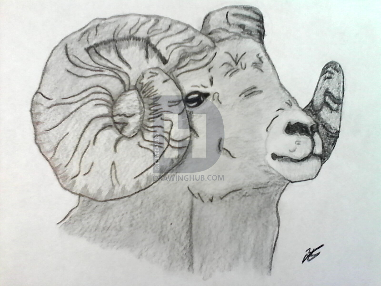 1600x1200 how to draw a realistic bighorn sheep, step - Bighorn Sheep Drawing