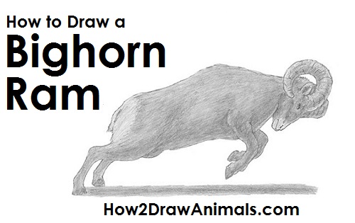 500x315 how to draw a bighorn ram - Bighorn Sheep Drawing