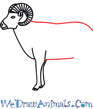 300x350 how to draw a bighorn sheep - Bighorn Sheep Drawing